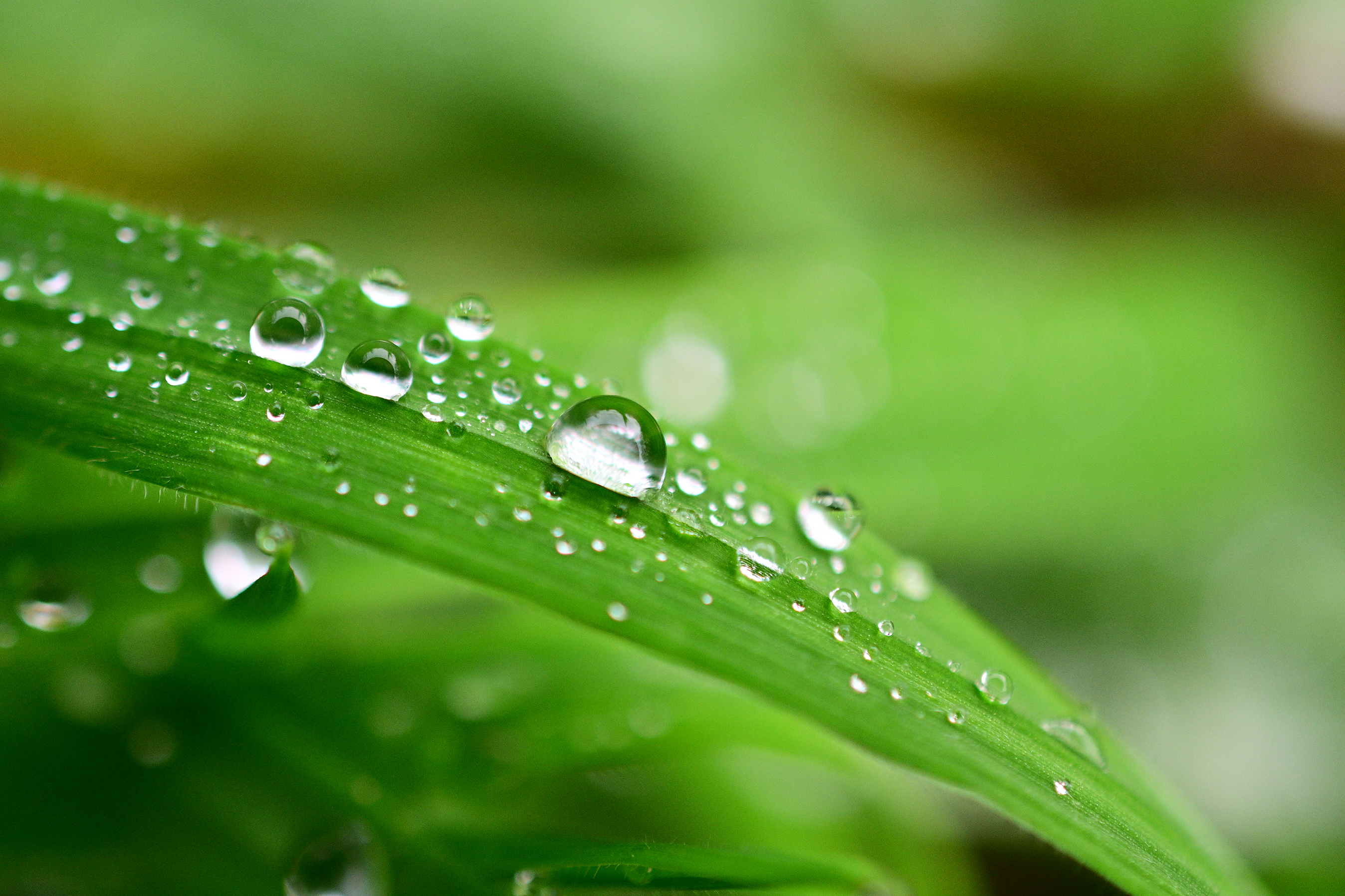 Macro Photographie