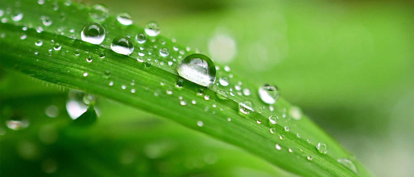 Cours de macrophotographie