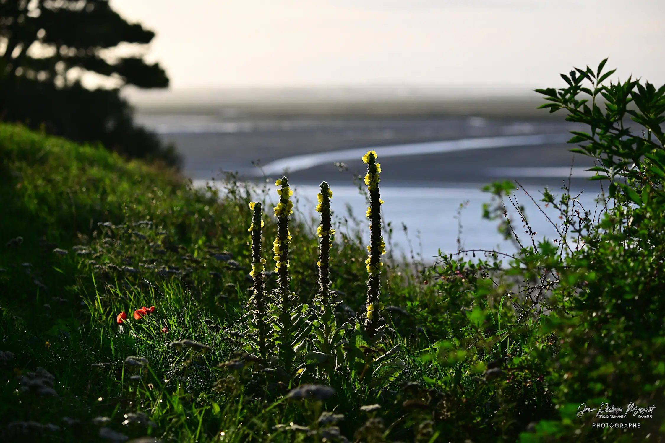 Baie de Somme - série photo 2